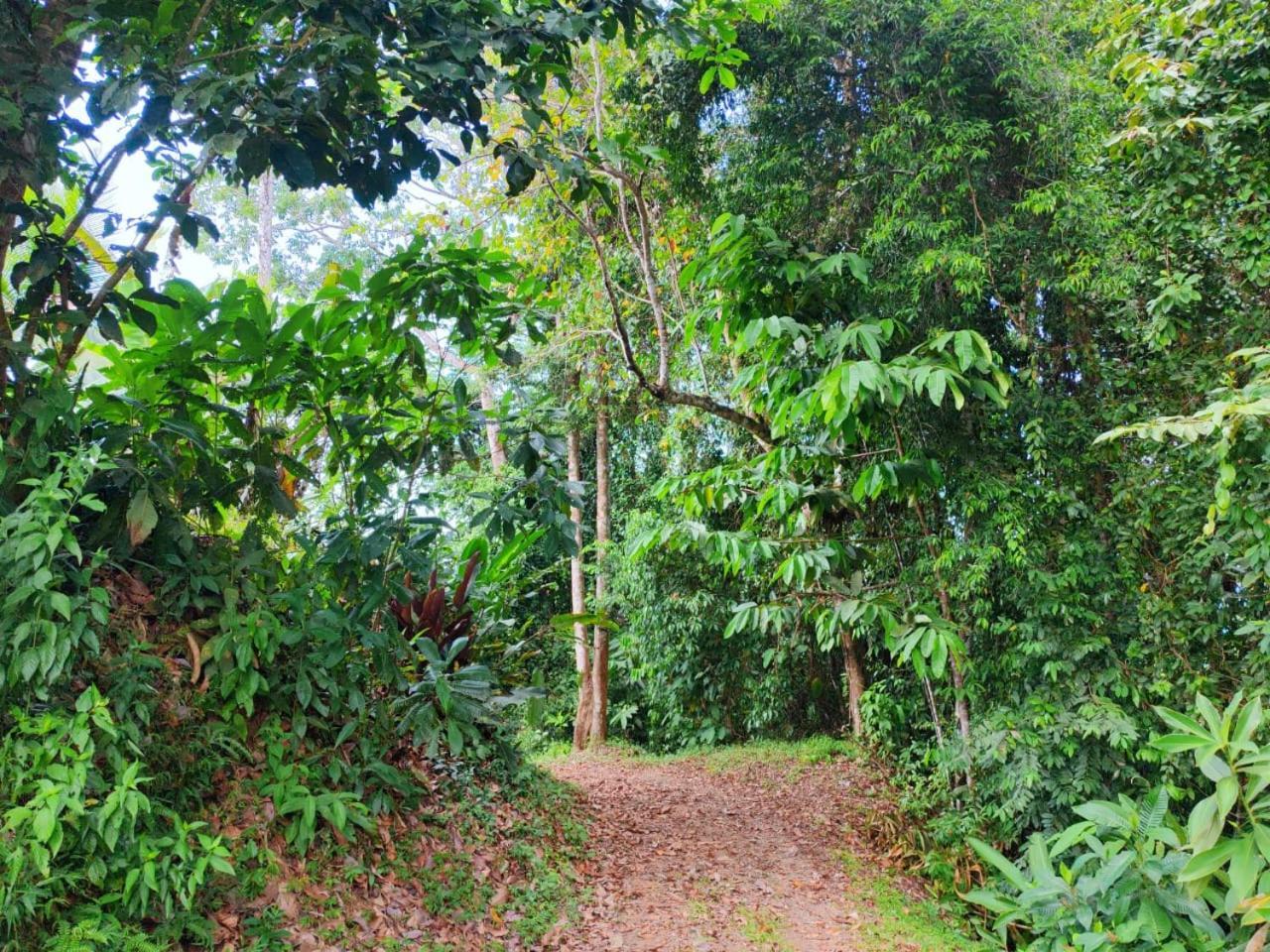Corcovado Green Cabin & House Drake Bay Bagian luar foto